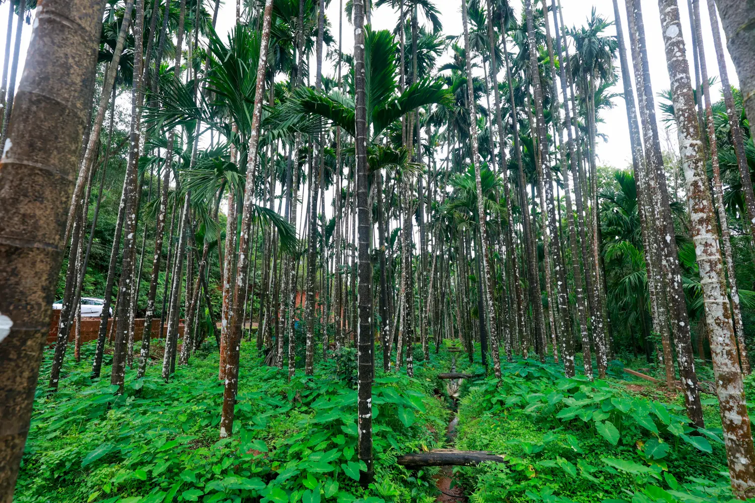 From Areca Groves to Abyssal Drops: Experiencing the Raw Power of Jog Falls