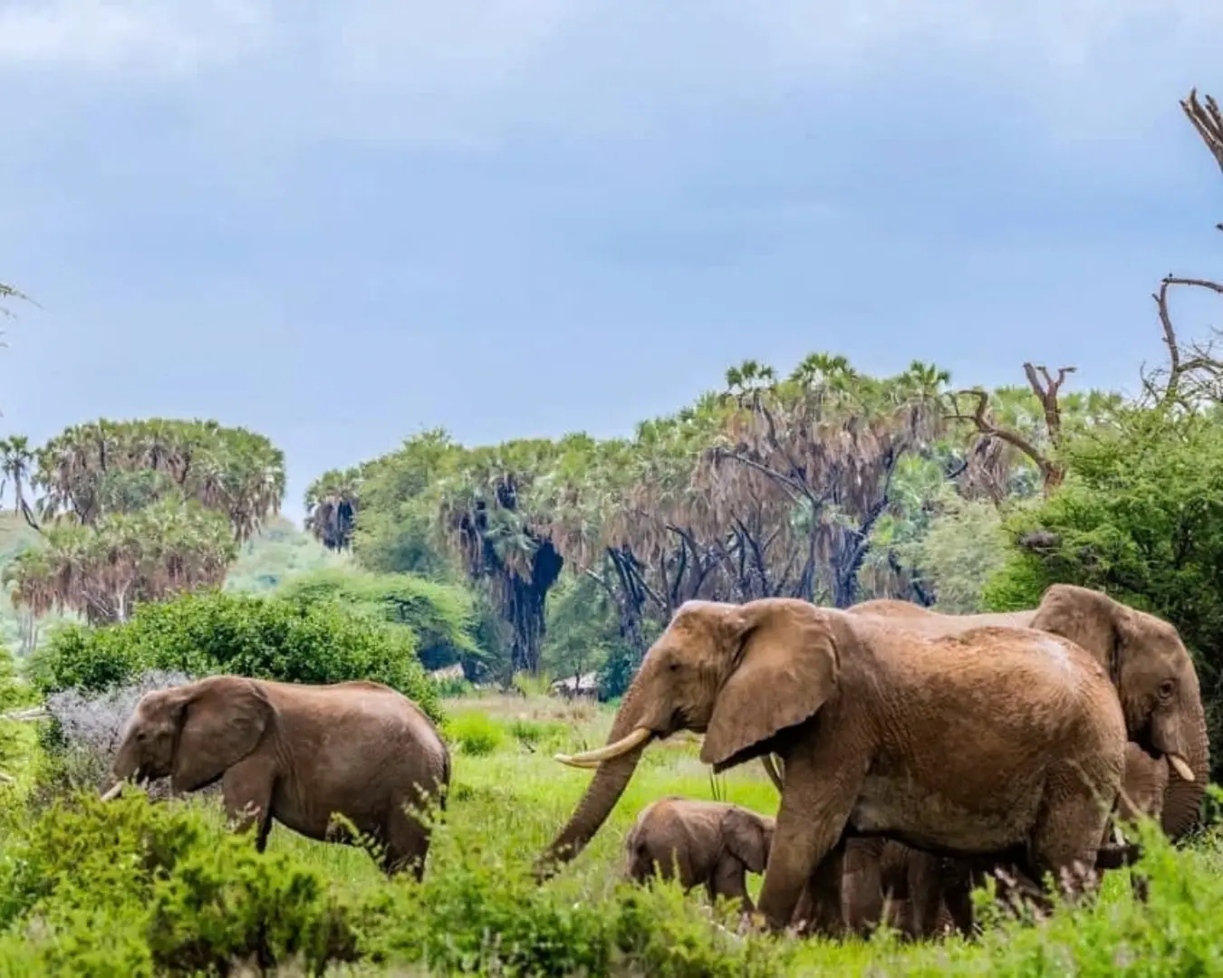 Mookambika Wildlife Sanctuary